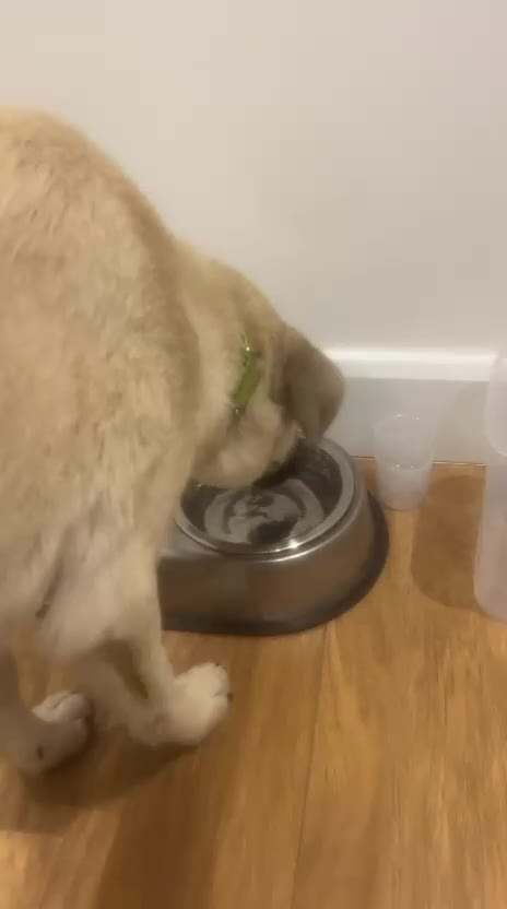 Anatolian Shepherd dogs for adoption: Cindy – Sweet Young Anatolian Shepherd Girl 🐾 in London - Video 1