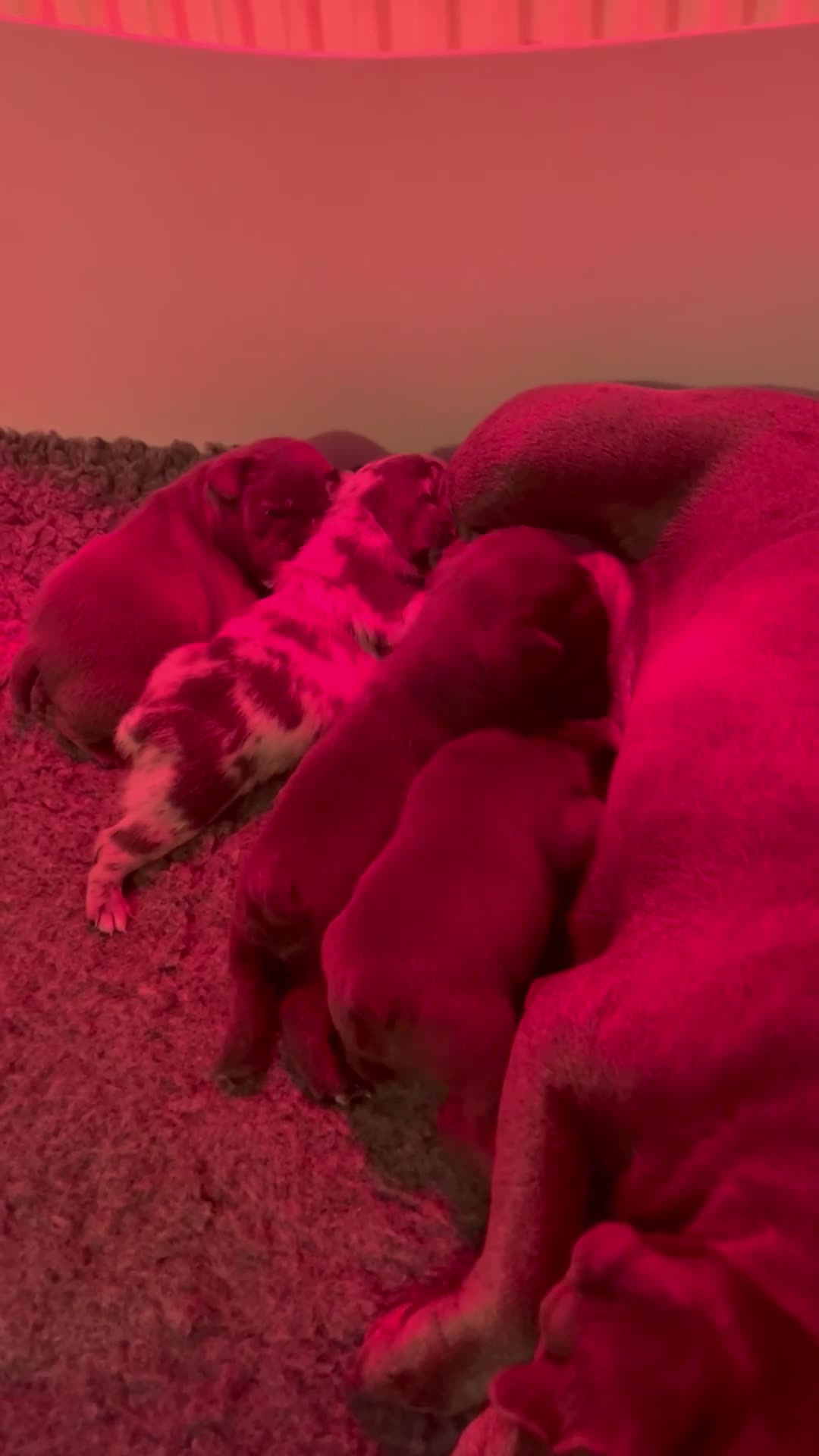 French Bulldog dogs for sale: French bulldog puppies - Video 1