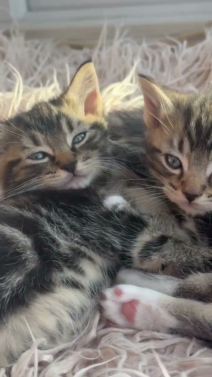 Ragdoll cats for sale: Gorgeous Ragdoll Cross Boys  - Video 1