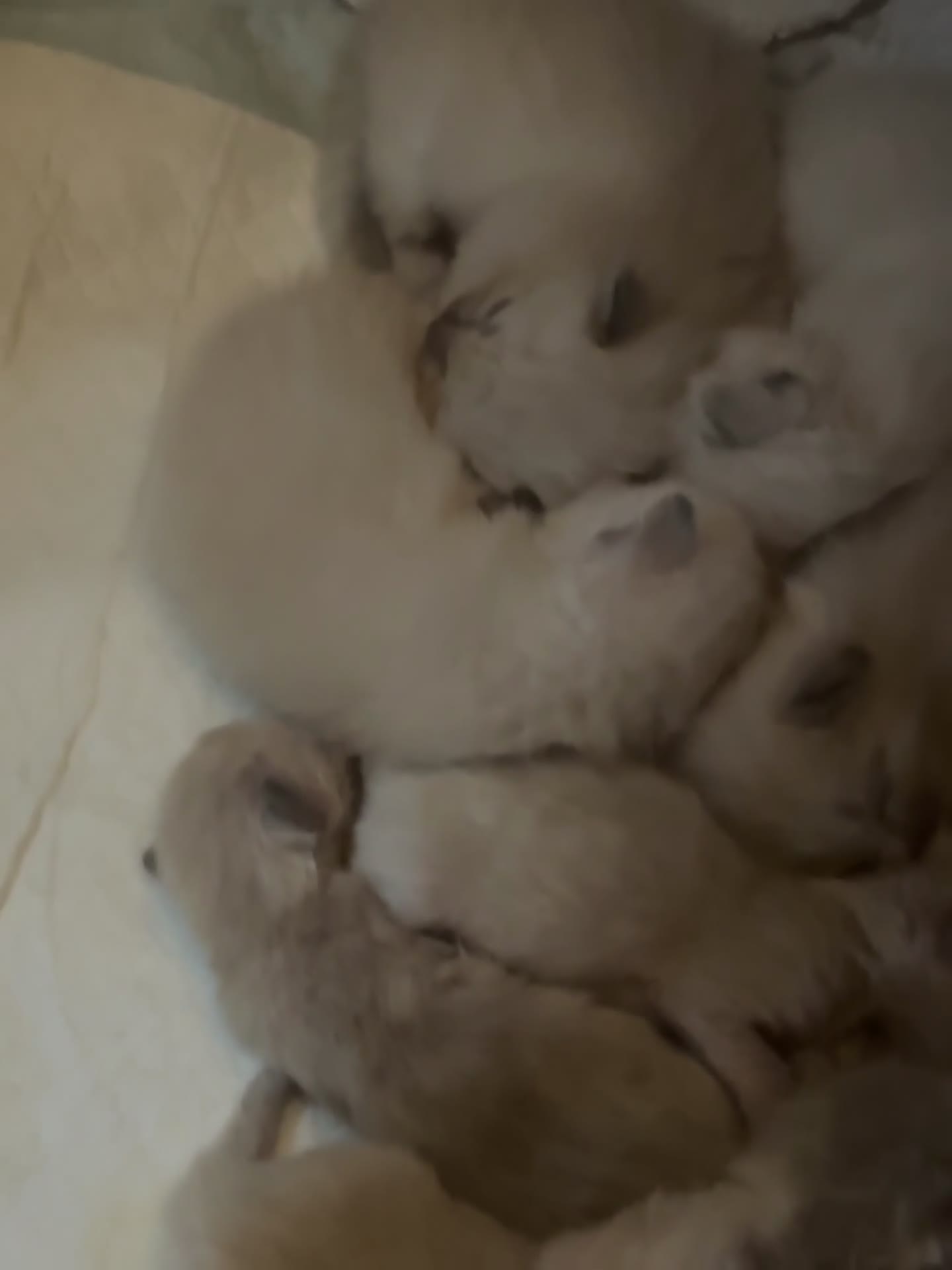 Ragdoll cats for sale: BEAUTIFUL RAGDOLL KITTENS - Video 4