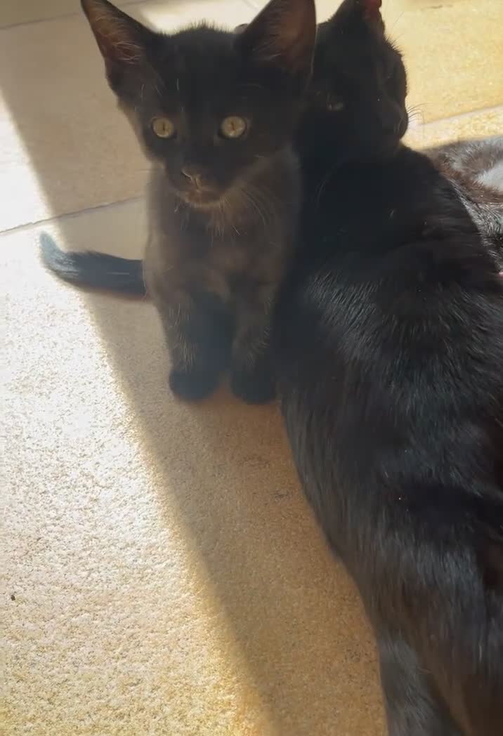 Mixed Breed cats for sale: 6 adorable black kittens for sale - Video 3