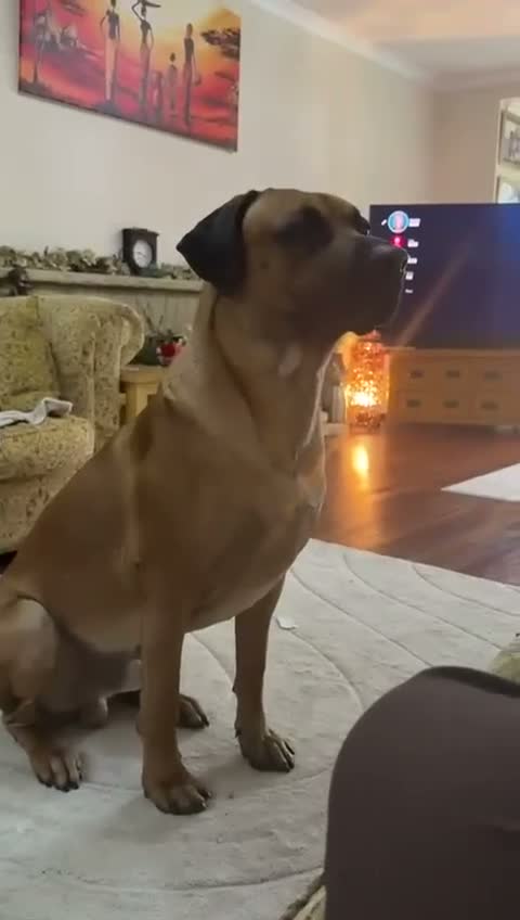 Rhodesian Ridgeback dogs for stud: 🐾 Handsome Rhodesian Ridgeback Available for Stud - Video 1