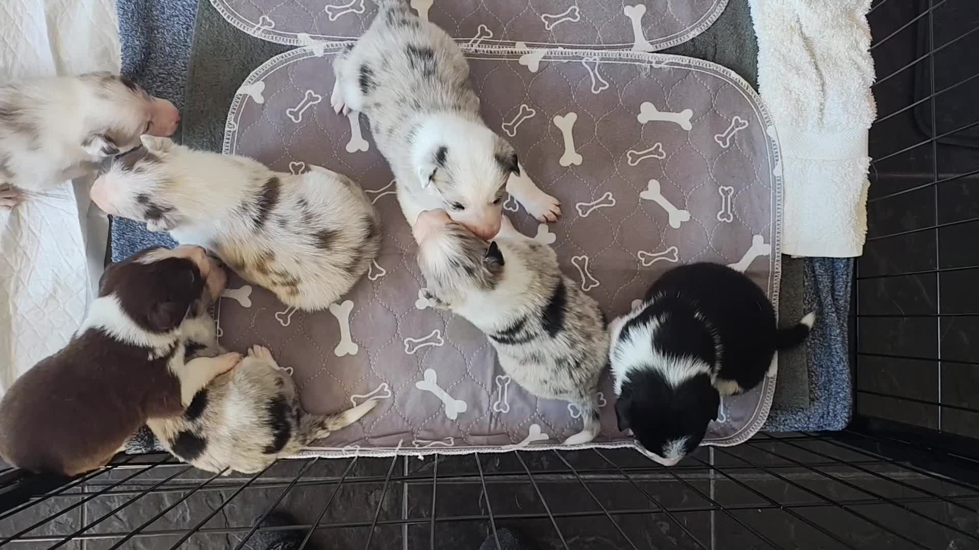 Border Collie dogs for sale: Border collie puppies - Video 2