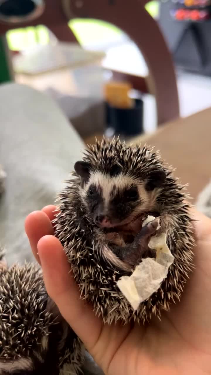 Pygmy Hedgehog rodents for sale: Gorgeous APH blaze hoglet - Video 5