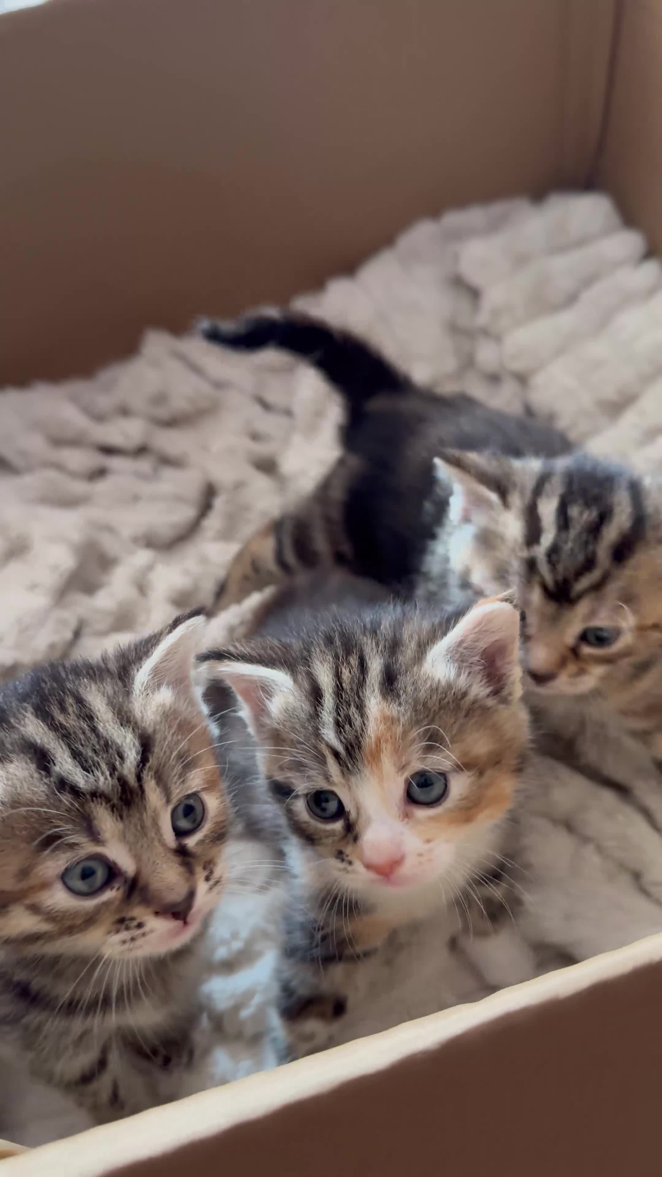 European cats for sale: Siberian / European Shorthair Girls! - Video 1