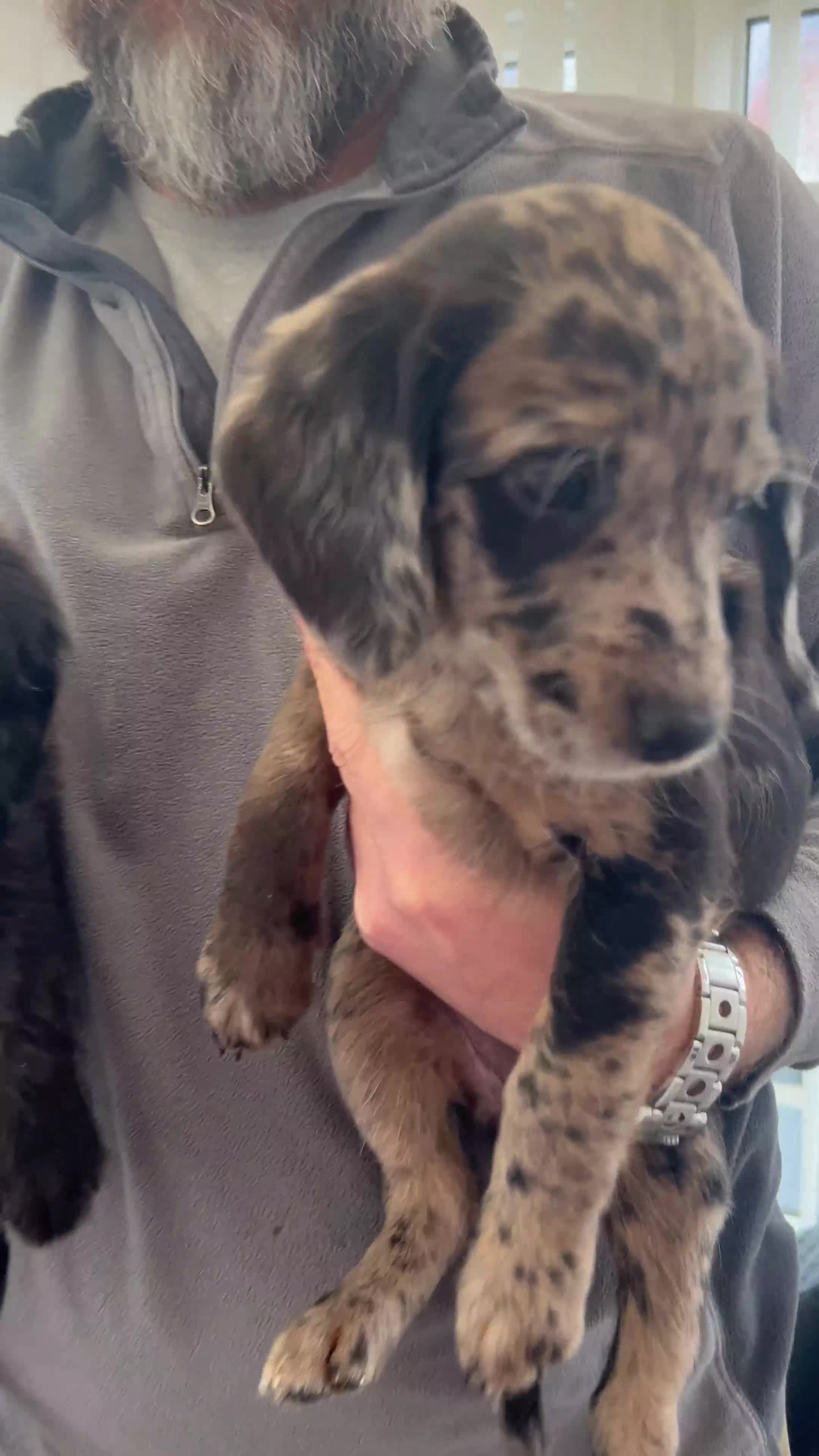 Labradoodle dogs for sale: 7 beautiful Labradoodle puppies available  - Video 4