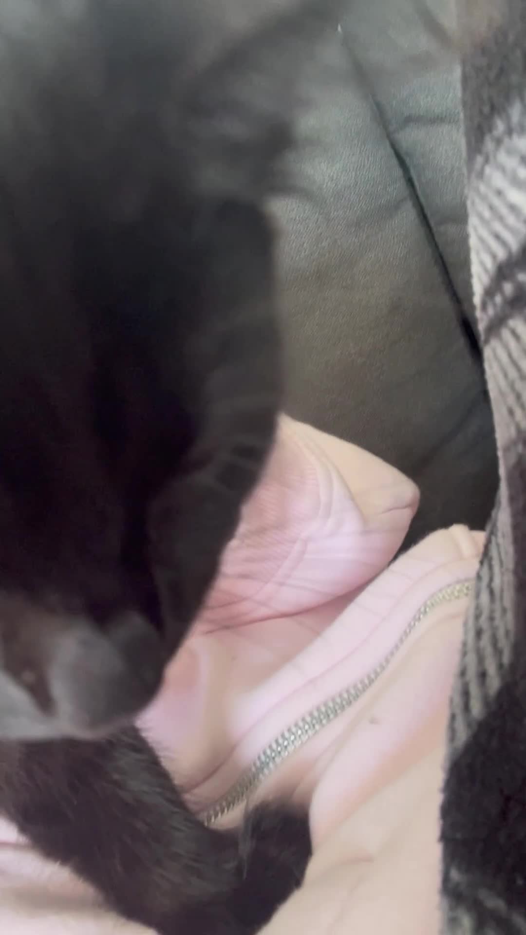 British Longhair cats for sale: Black long haired Domestic kitten- Purdy - Video 3
