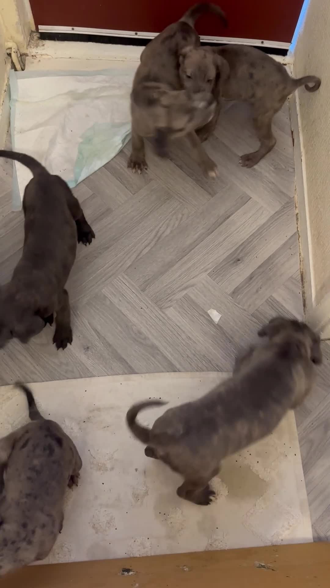 Cane Corso dogs for sale: Cane corso puppies  - Video 1