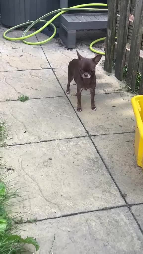 Chihuahua dogs for sale: Chihuahua girl chocolate small size  - Video 3