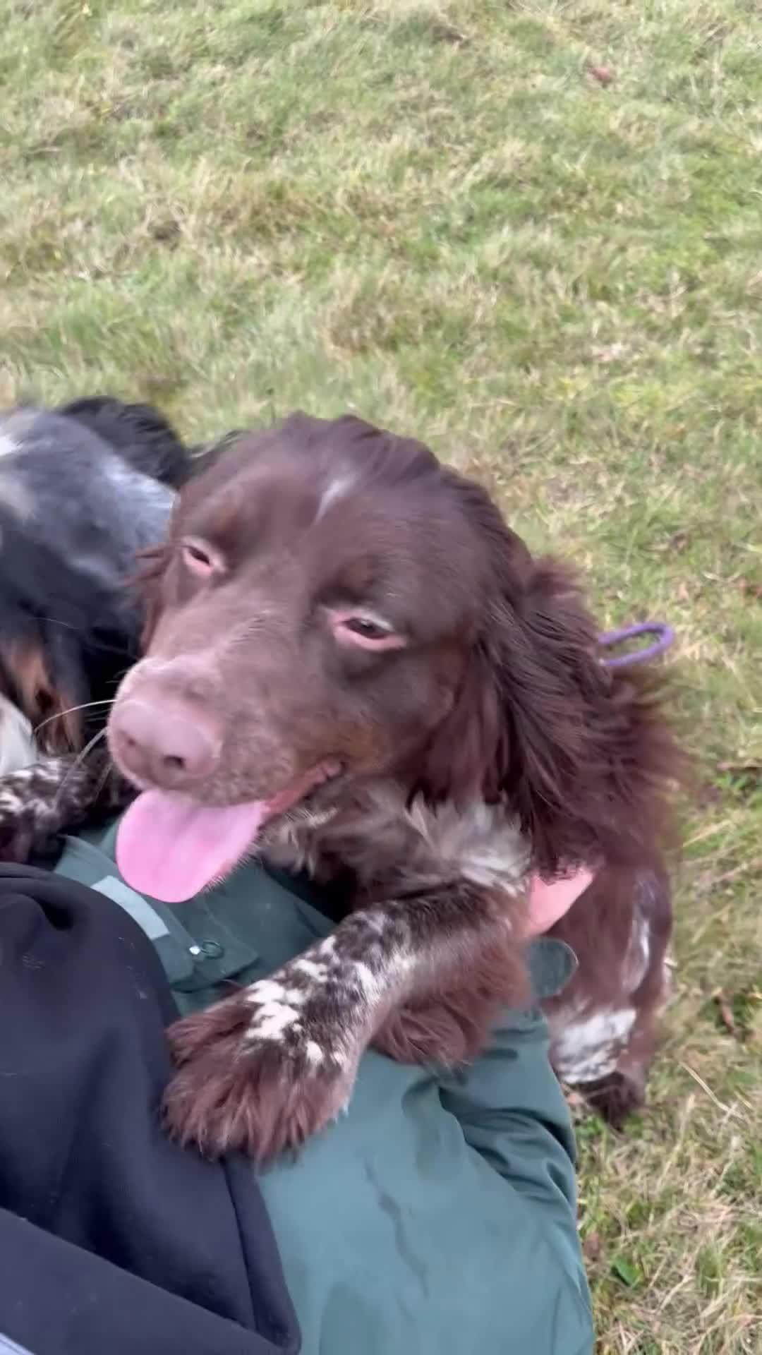 Cocker Spaniel dogs for sale: Bred From Extensively Health Tested Parents - Video 1