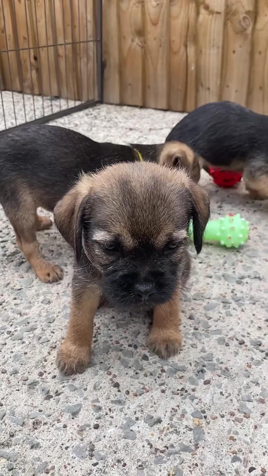 Border Terrier dogs for sale: ⭐️ KC BORDER TERRIERS, READY TO LEAVE NOW - Video 2