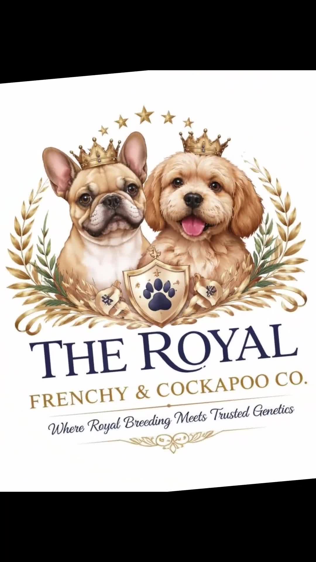 Mixed Breed dogs for sale: Frenchy X Cockapoo in Boston - Video 1