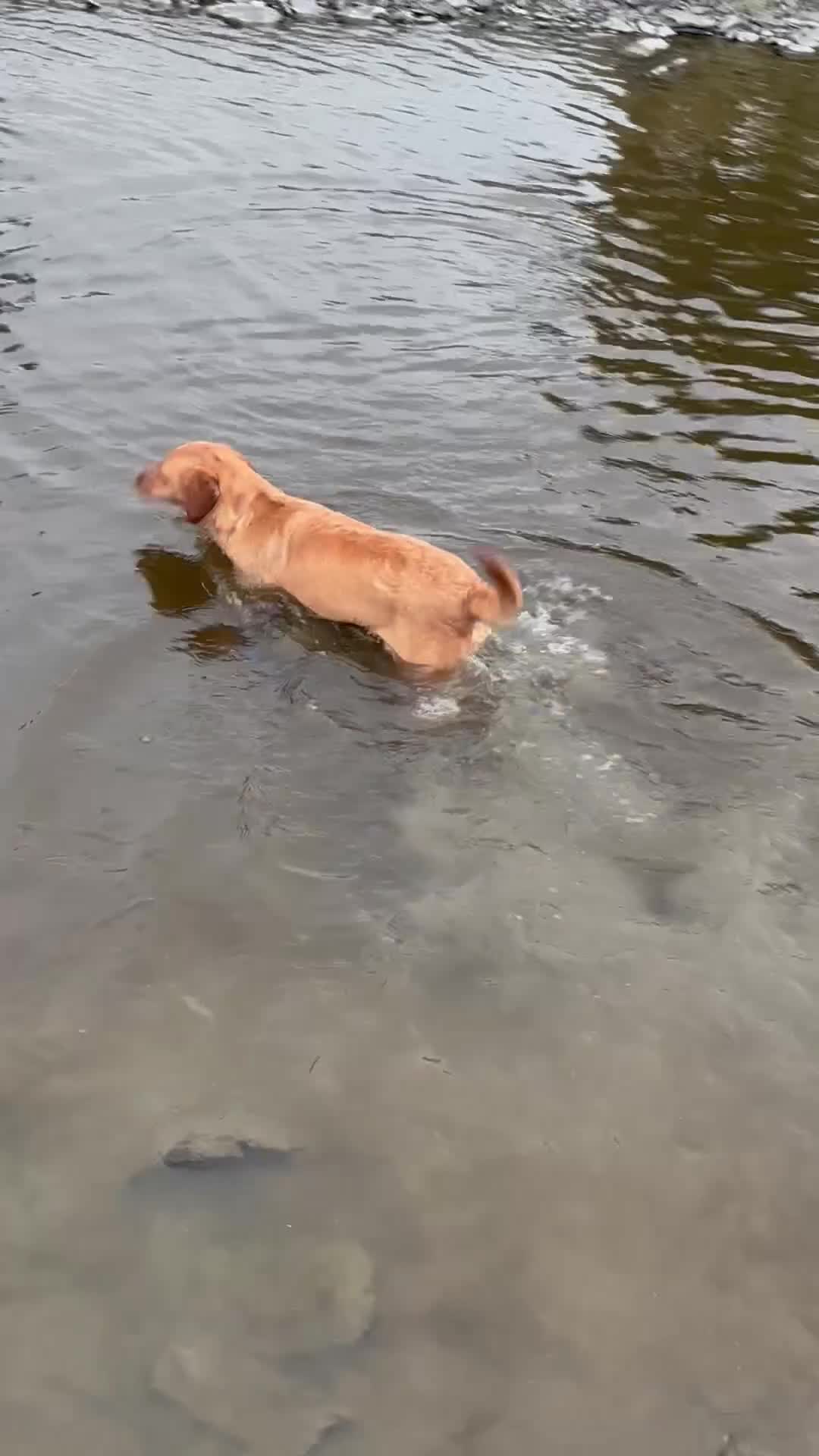 Labrador Retriever dogs for sale: ⭐️ Madi - Looking for new home ⭐  - Video 3