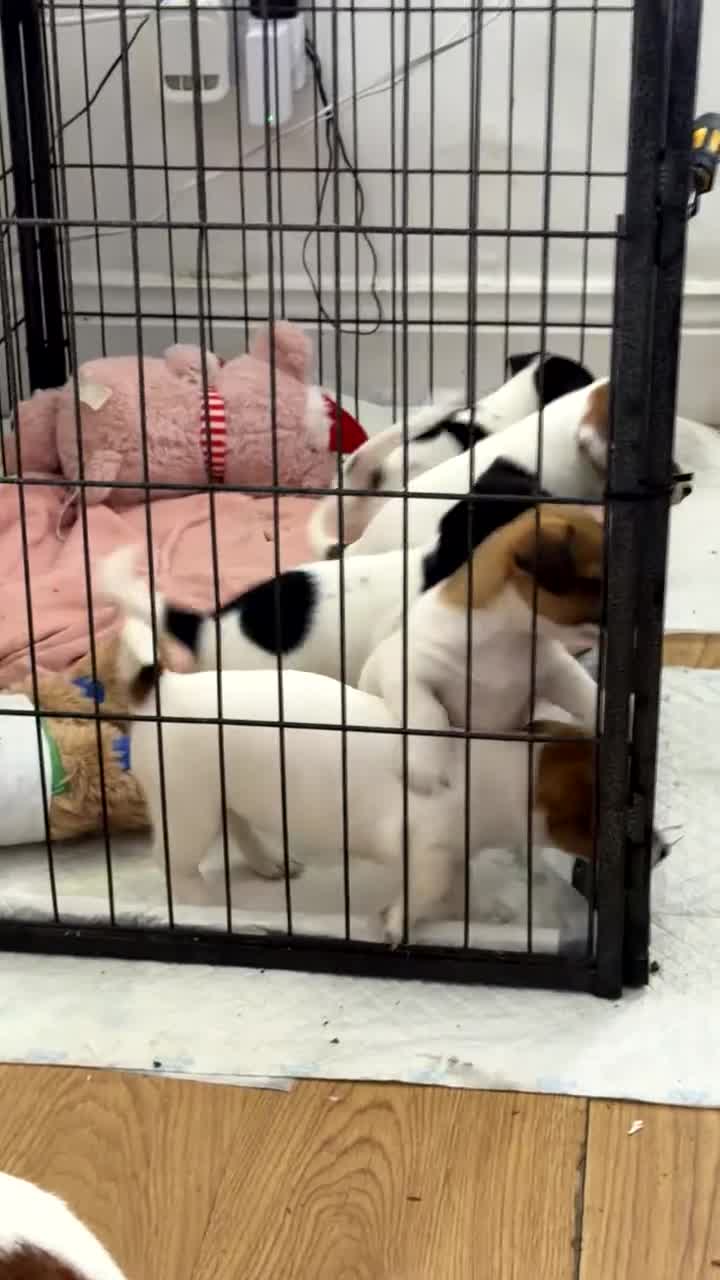 Jack Russell dogs for sale: Jackrussells terriers for sale  - Video 1