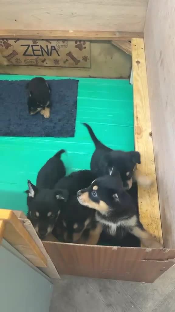 Mixed Breed dogs for sale: Rottweiler/Siberian Husky puppies - Video 2