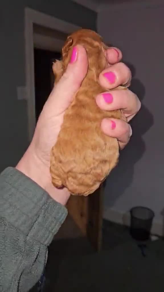 Toy Poodle dogs for sale: Kc toy poodles  - Video 2