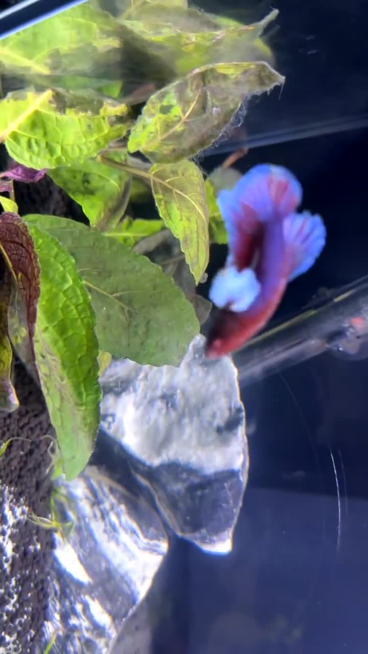 Bettas fish for sale: 105L fish tank with around 25 fish - Video 1