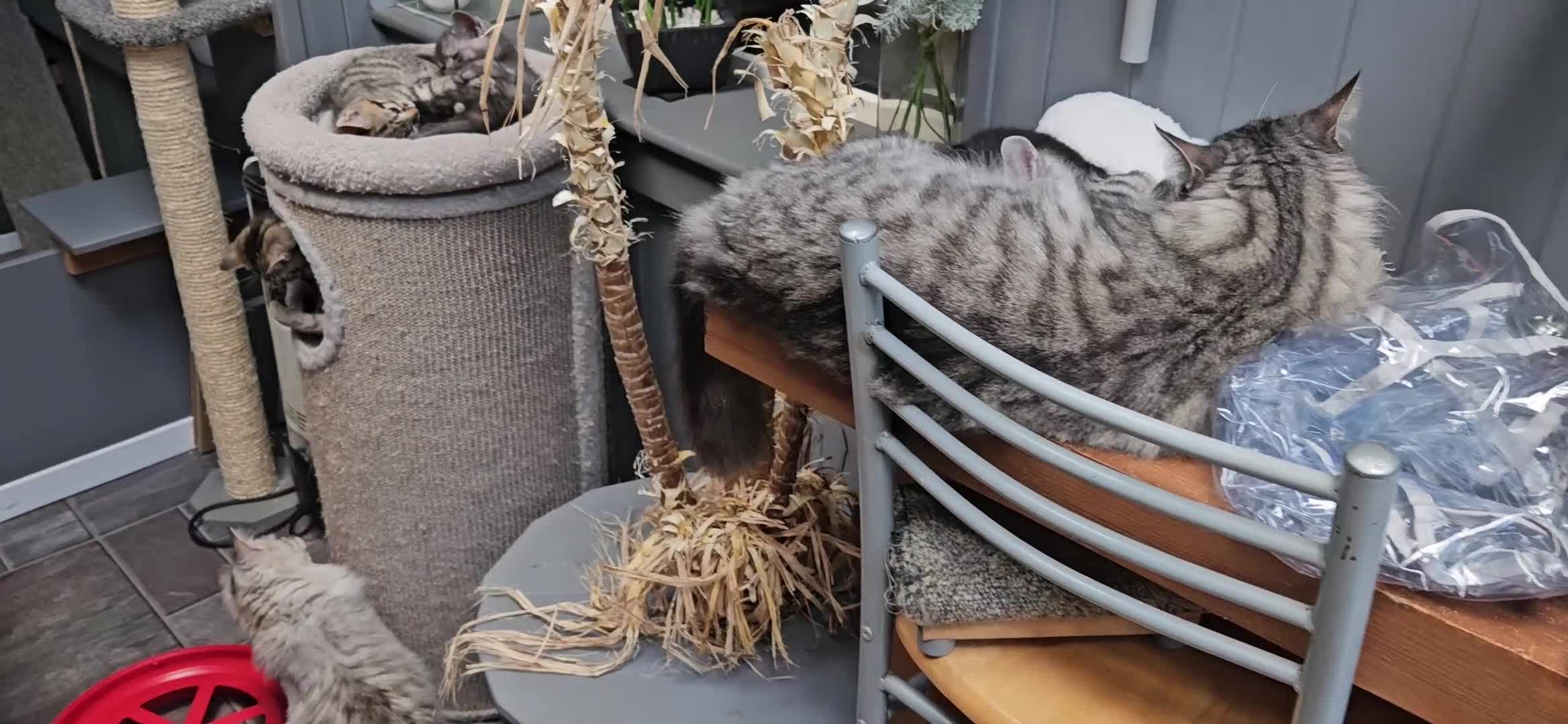 Maine Coon cats for sale: Maine coon cross kittens  - Video 1