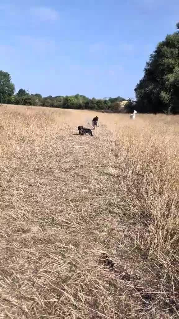 Mixed Breed dogs for adoption: Amber Sweet 5 mth Pointer cross puppy  in Stamford - Video 1