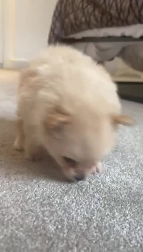 Pomeranian dogs for sale: 2 pomeranian puppies for sale  - Video 2