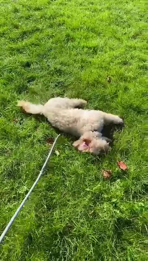 Cockapoo dogs for sale: Cockerpoo in Stevenage - Video 1