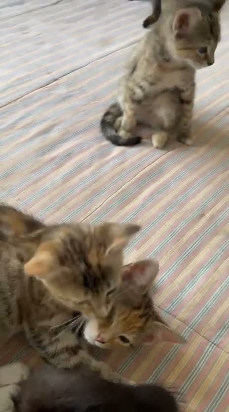 Mixed Breed cats for sale: 6 lovely female kittens.  - Video 3
