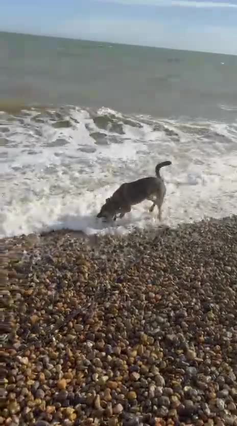 Mixed Breed dogs for adoption: 💖🐶 Tigger - 14 months old gentle girl 🐶💖 - Video 2