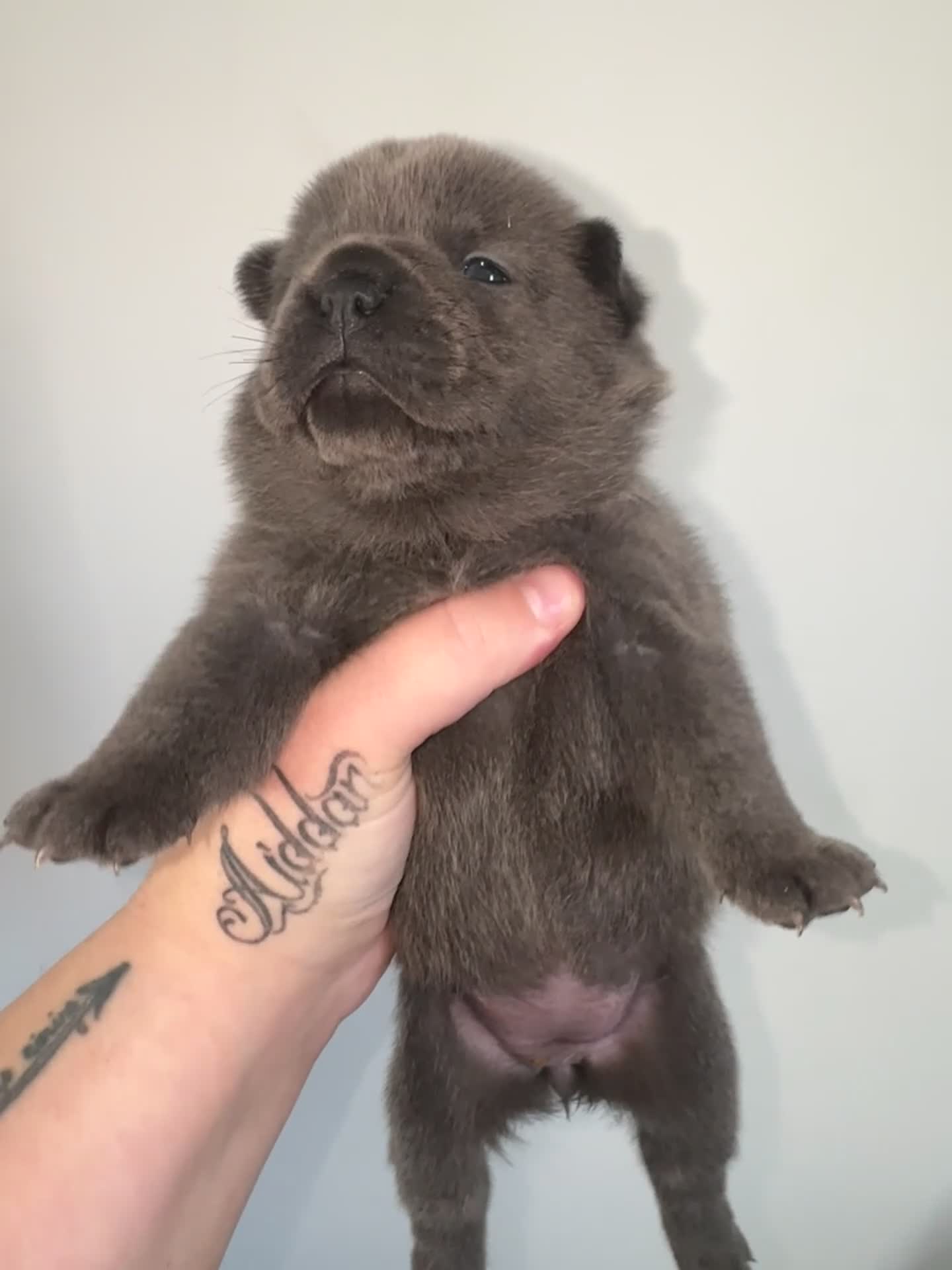 Mixed Breed dogs for sale: Beautiful Litter of French Chows - Video 5