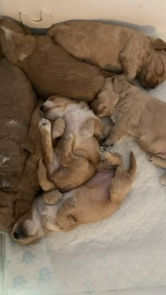 Cockapoo dogs for sale: F2 cockapoos  - Video 2
