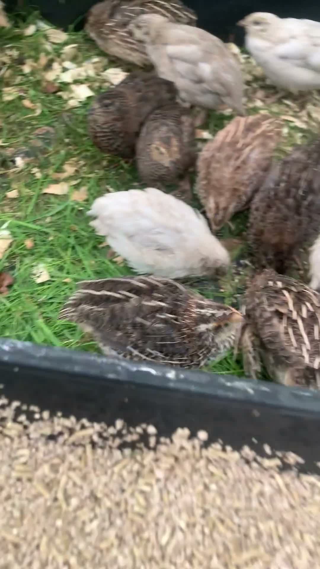 Quail poultry for sale: Mixed Japanese Coturnix Quail 6week old - Video 1