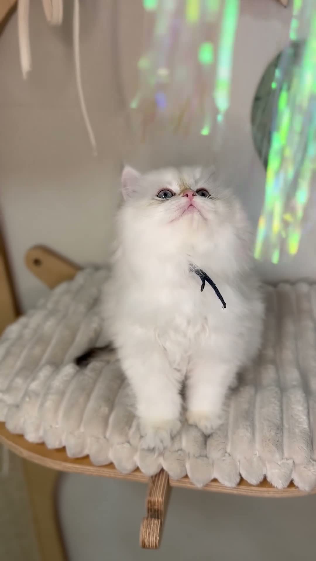 British Longhair cats for sale: Vet bred teddybear lap cats gccf - Video 3