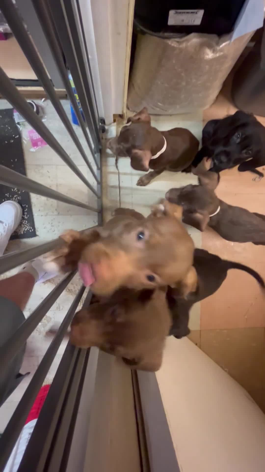 Mixed Breed dogs for sale: American pocket bully x labradoodle  - Video 2