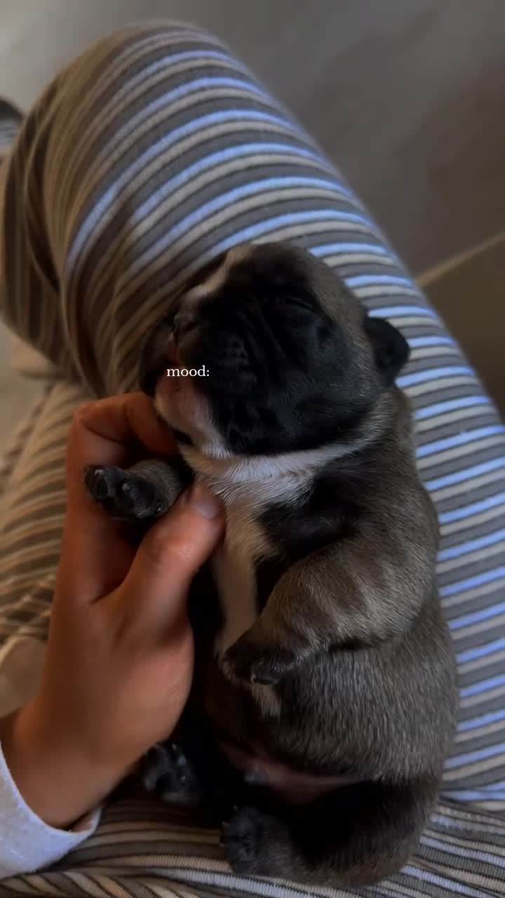 French Bulldog dogs for sale: French bulldog  - Video 1