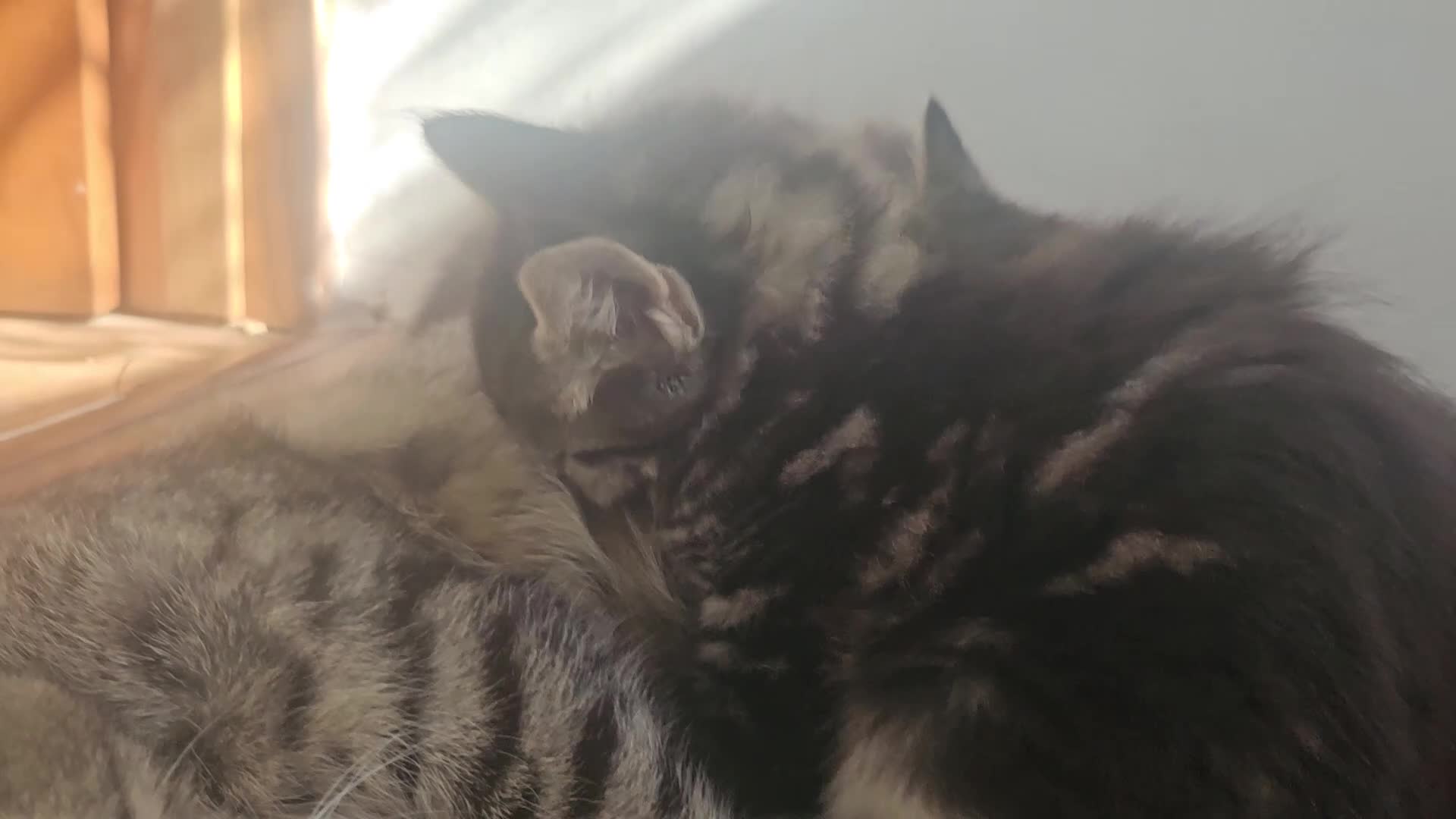 Mixed Breed cats for sale: Kittens for sale - Video 4
