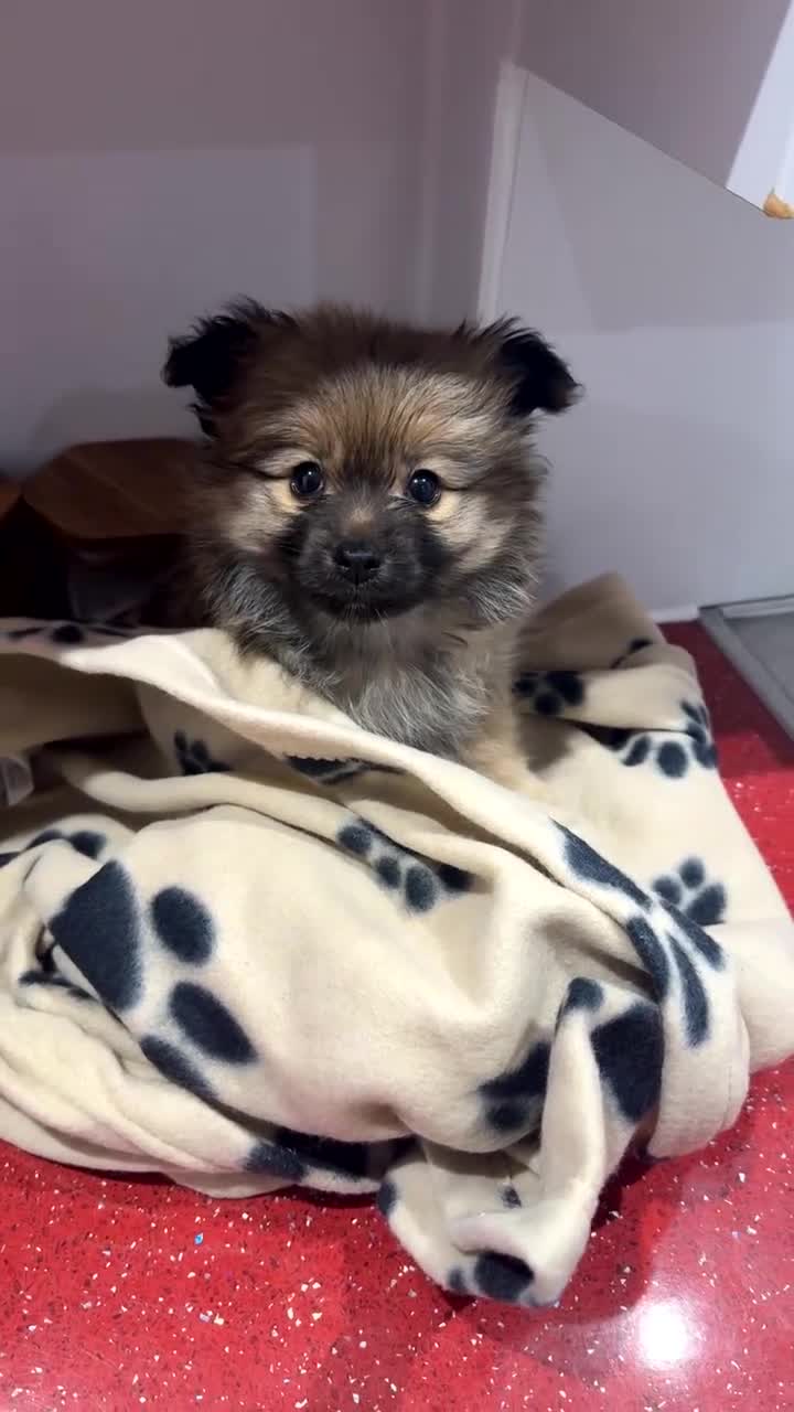 Pomeranian dogs for sale: Pomeranian female  in Castleford - Video 1