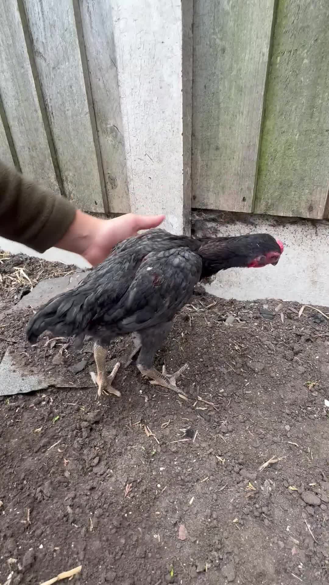 Chickens poultry for sale: Ko shamo pair ready now ! - Video 1