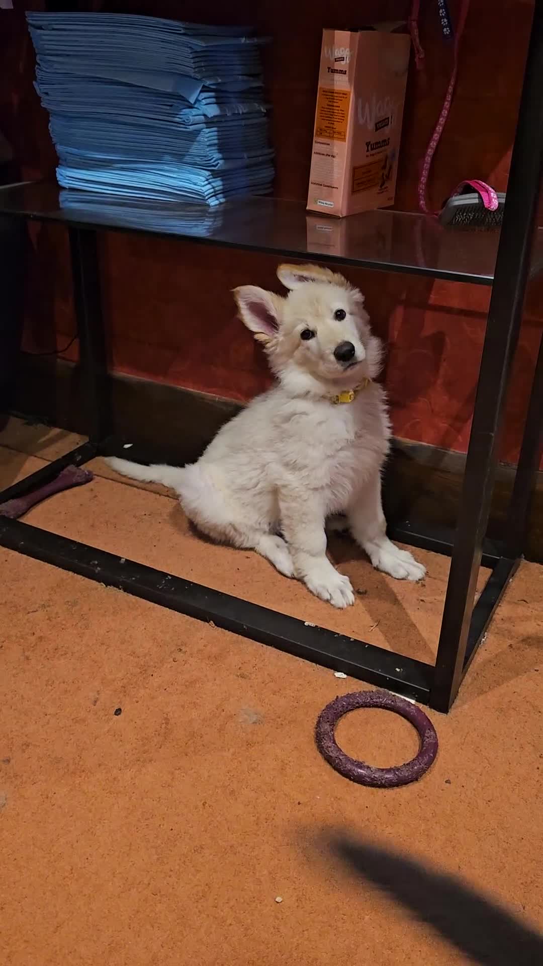 German Shepherd dogs for sale: German Sheperd long hair striaght back - Video 1