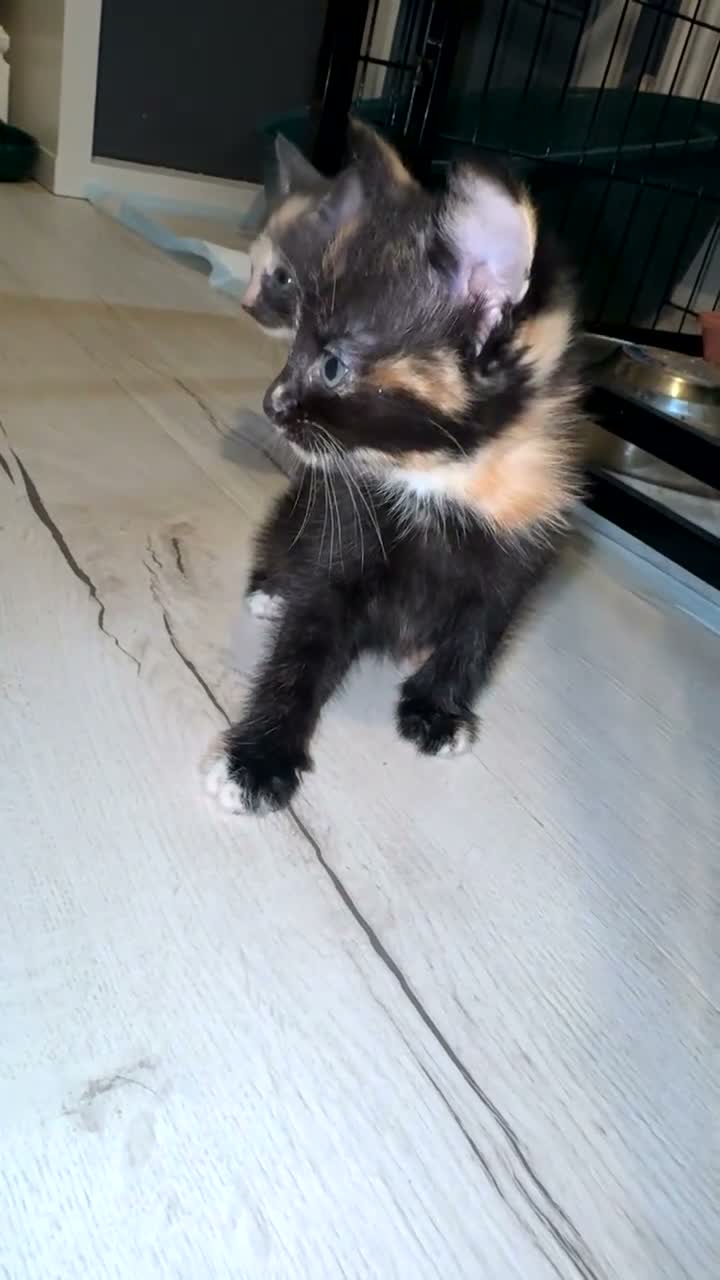 Mixed Breed cats for sale: Mixed kittens  - Video 3
