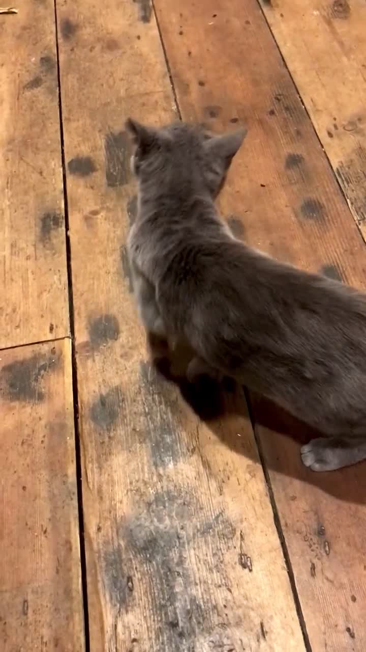 Mixed Breed cats for sale: Gorgeous mixed Siamese & American lon hair kittens - Video 1
