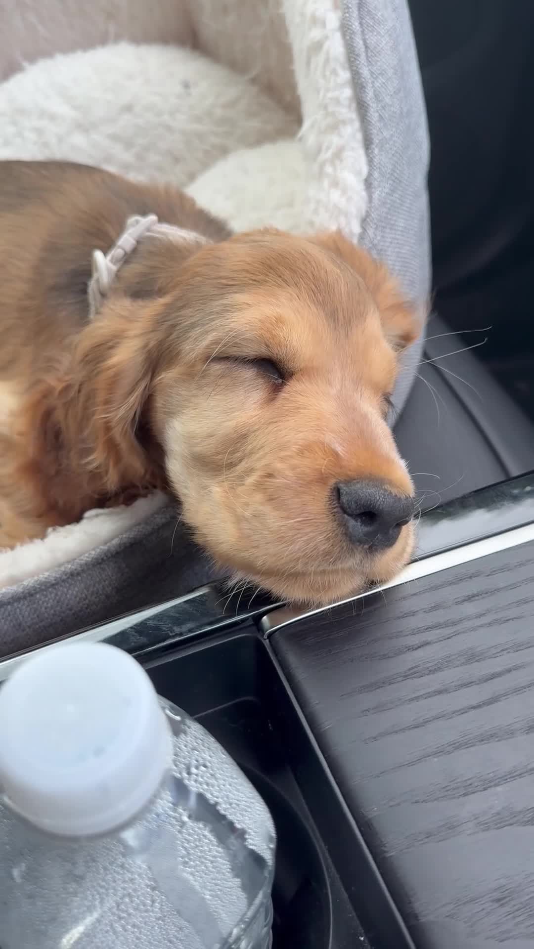 Cocker Spaniel dogs for sale: Cocker spaniel puppy 12 weeks  in Livingston - Video 1