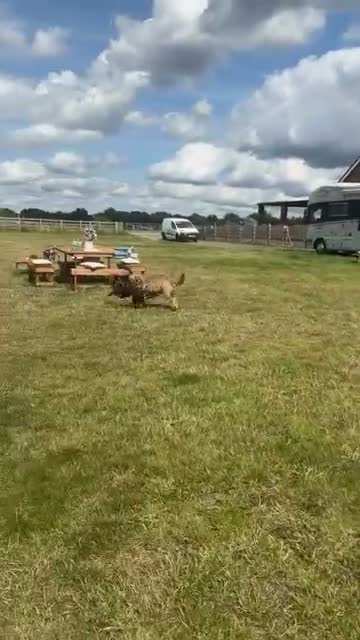 Cocker Spaniel dogs for sale: Beautiful Cocker Spaniel Girl Needs a Loving Home - Video 1
