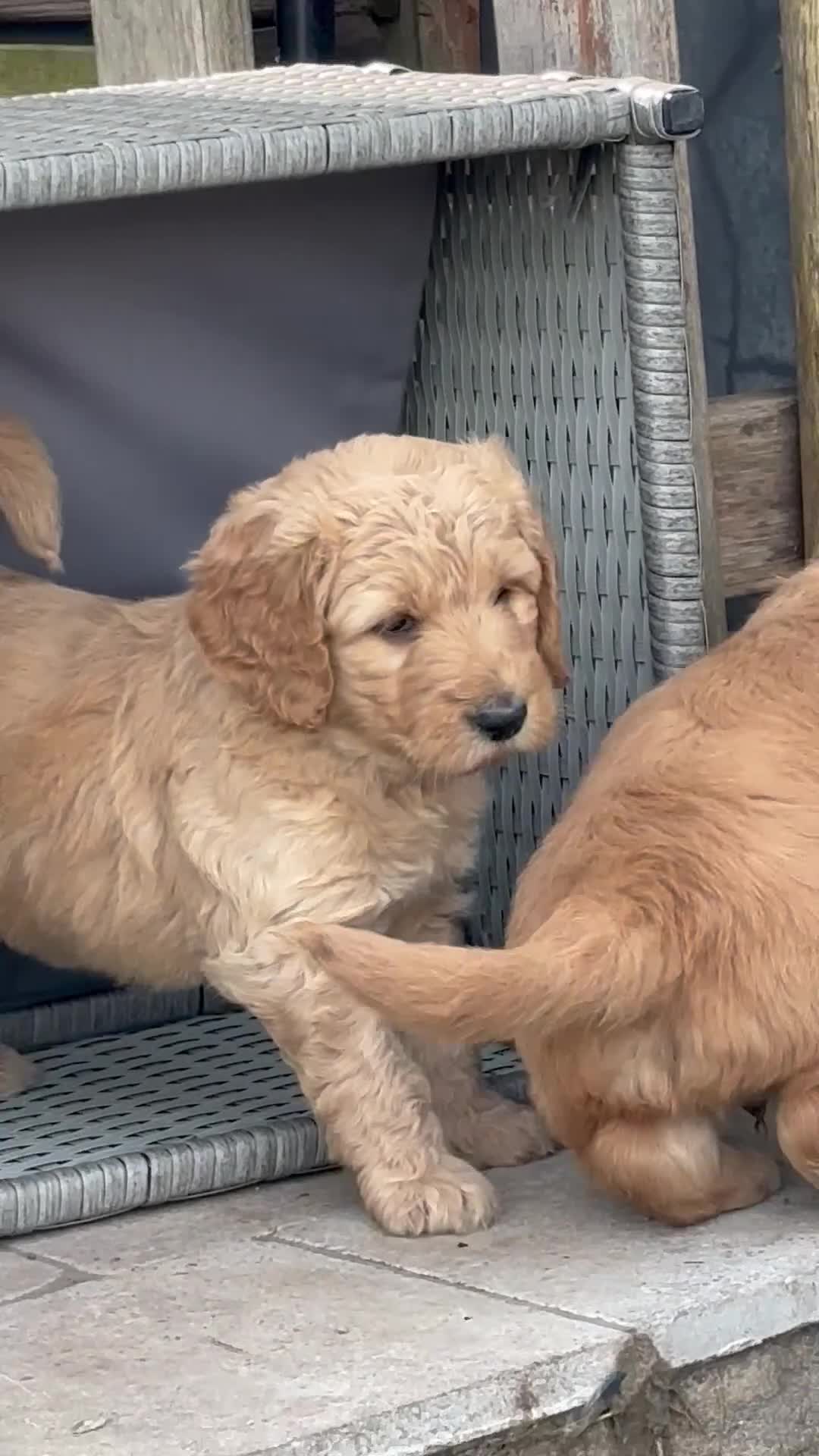 Double Doodle dogs for sale: Beautiful double/golden doodles from family pet - Video 1