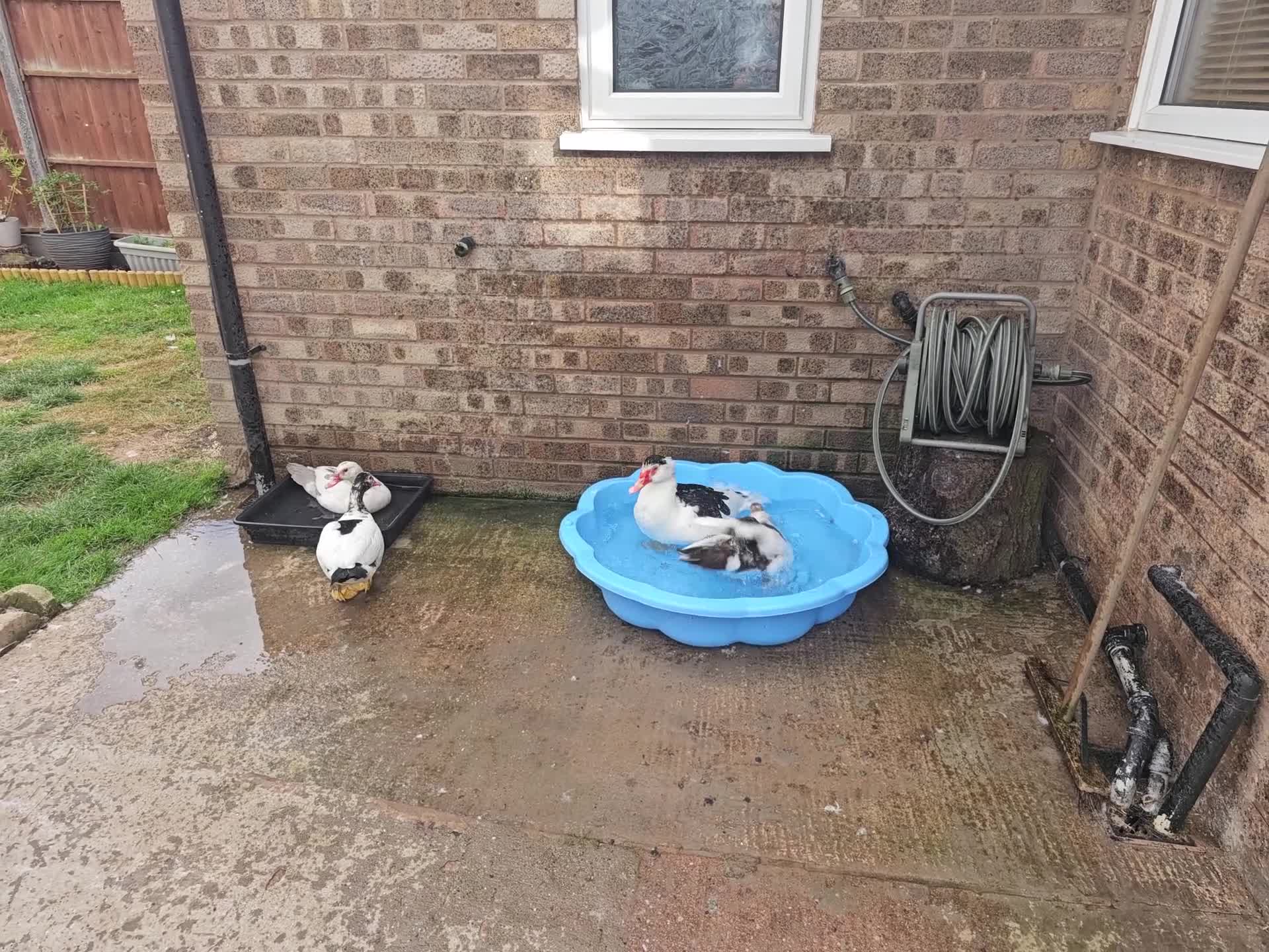 Ducks poultry for sale: 4 Muscovy Ducks (1 Drake, 3 Hens) - Video 1