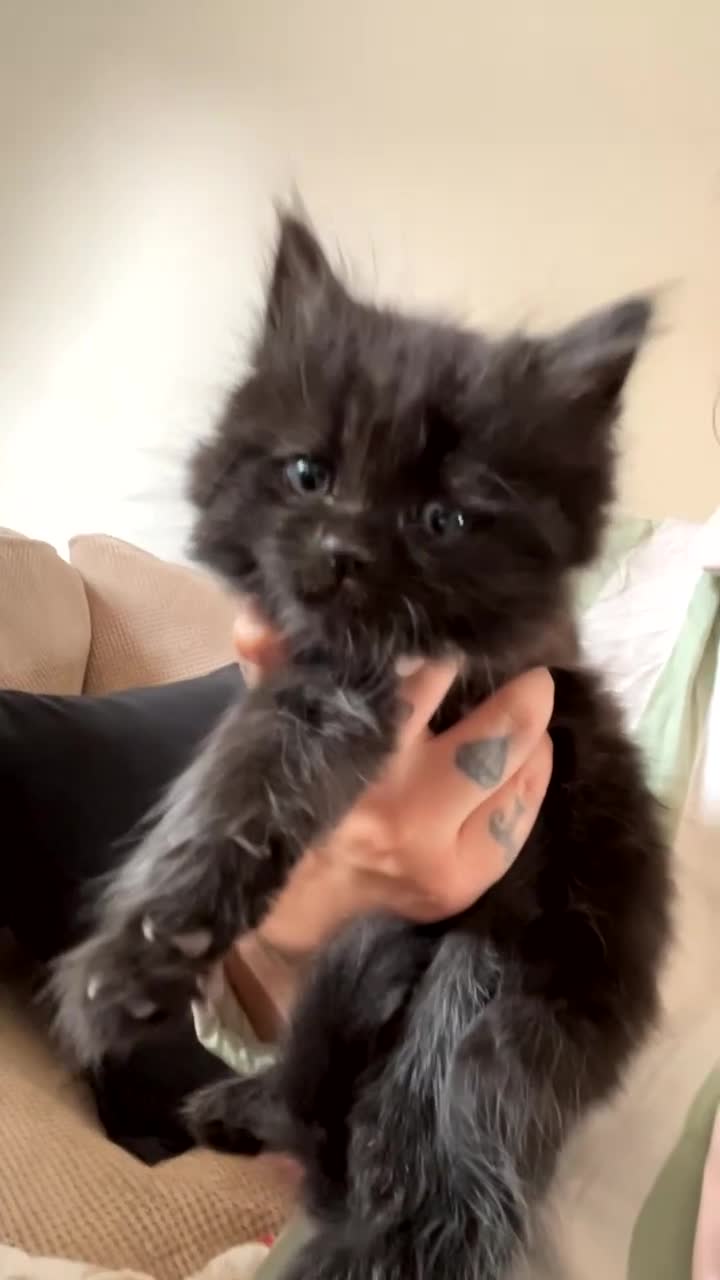 Persian cats for sale: Beautiful Persian x - Video 1