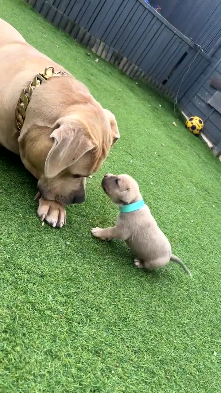 American Bully dogs for sale: Beautiful American bully’s 🐶  - Video 1