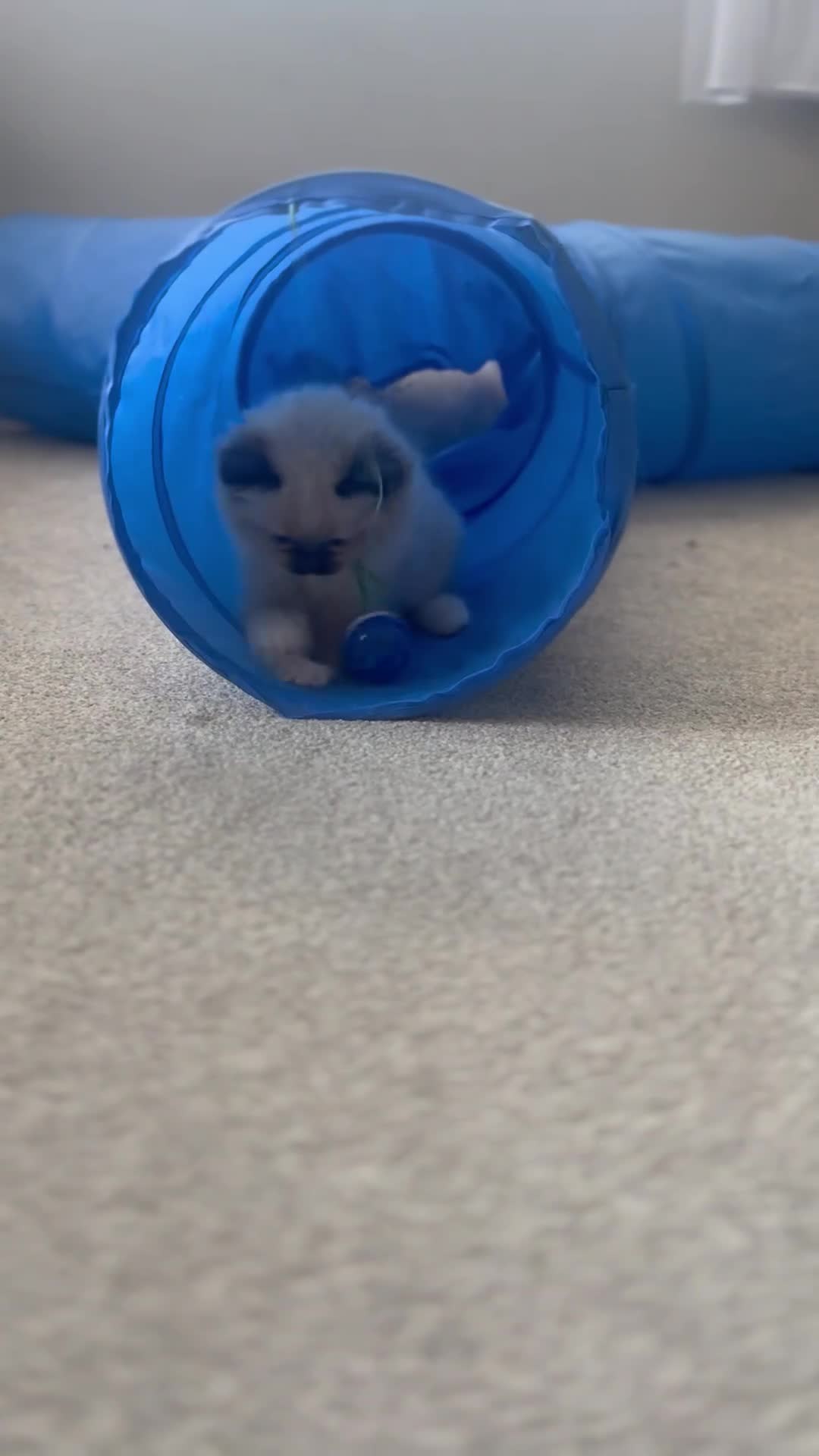 Ragdoll cats for sale: Pure ragdoll - Video 1
