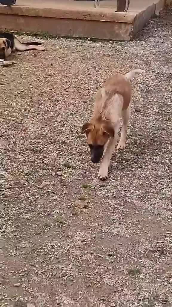 Mixed Breed dogs for adoption: Adorable Atlas 6 month old - Video 1