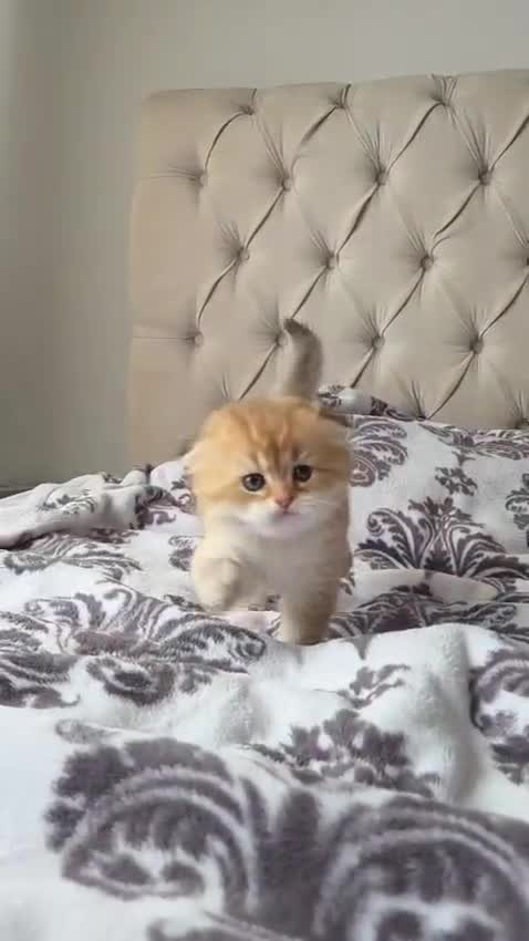 Scottish Fold cats for sale: Adorable Scottish Fold and Straight kittens 💙💜  - Video 2