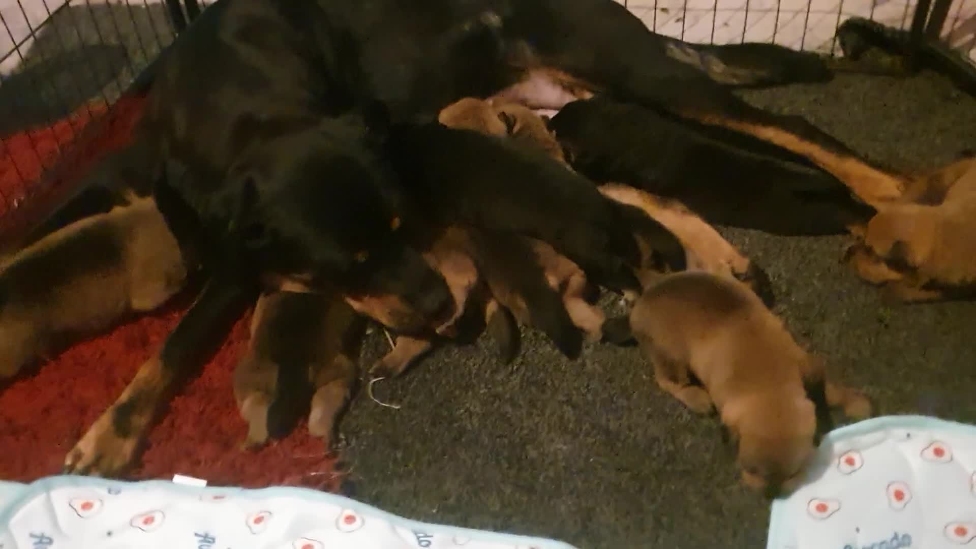 Mixed Breed dogs for sale: Rottweiler/ Sharpie Puppies in Willenhall - Video 1