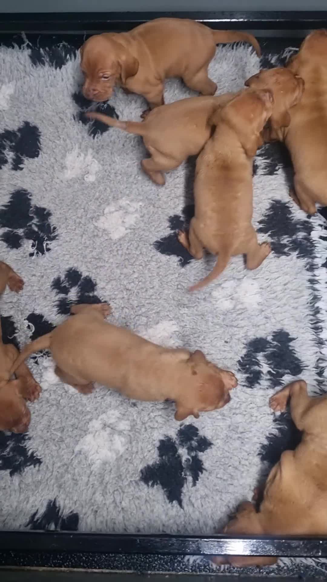 Hungarian Vizsla dogs for sale: Stunning KC Hungarian Vizsla Puppies  - Video 1
